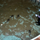 Illustration for article titled ZOMG BABY SHARK RAYS!!!
